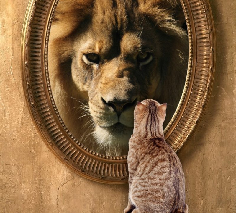 cat-looking-in-mirror-sees-lion (Medium)