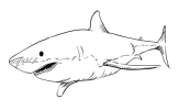 Harmonic Pattern SHARK